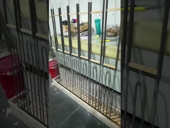 MoSi2 Grade Silicon Molybdenum Rod Heating Element